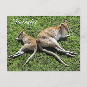 Carte postale Australie Migny Wallaby