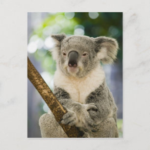 Carte Postale Australie, Queensland, Brisbane, Fig Tree