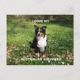 Carte Postale australien-berger-noir tri amour avec pic