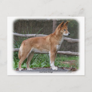 Carte Postale Australien Dingo 9Y209D-268