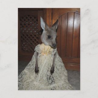 Carte Postale Australien Kangaroo Joey