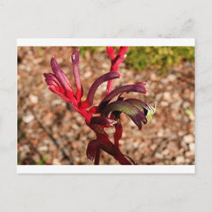 Carte Postale Australien Kangaroo Paw fleur en fleur 2
