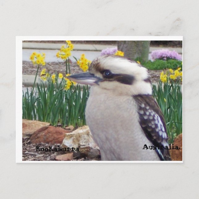 Carte Postale Australien Kookaburra (Devant)