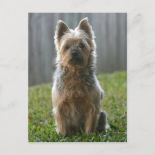 Carte Postale Australien Silky Terrier