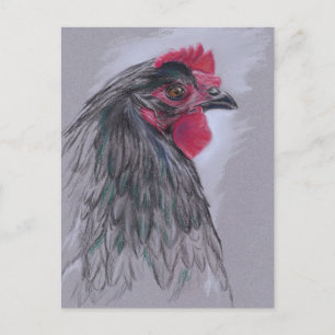 Carte Postale Australorp noir Hen