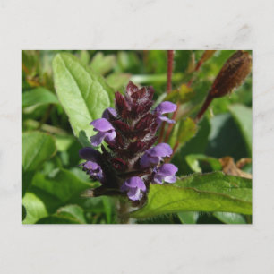 Carte Postale Autoguérison, Plante médicinal, île Unalaska
