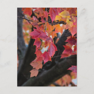 Carte Postale Automne