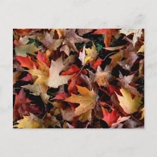 Carte Postale Automne