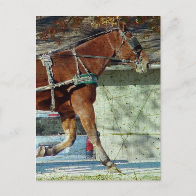 Carte Postale Automne Amish Buggy Horse (Devant)
