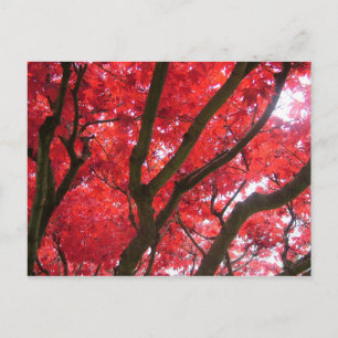 Carte Postale Automne, automne, feuilles