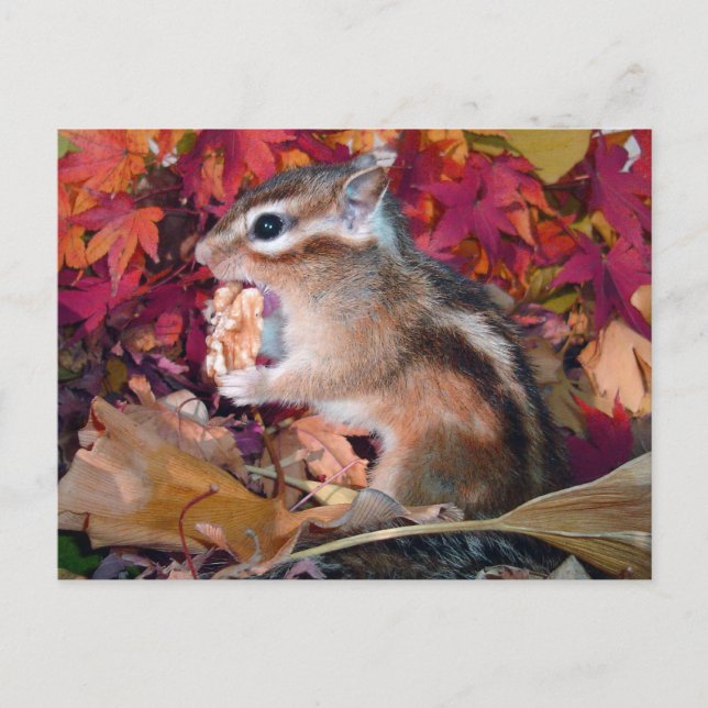 Carte Postale Automne, chipmunk (photo) (Devant)