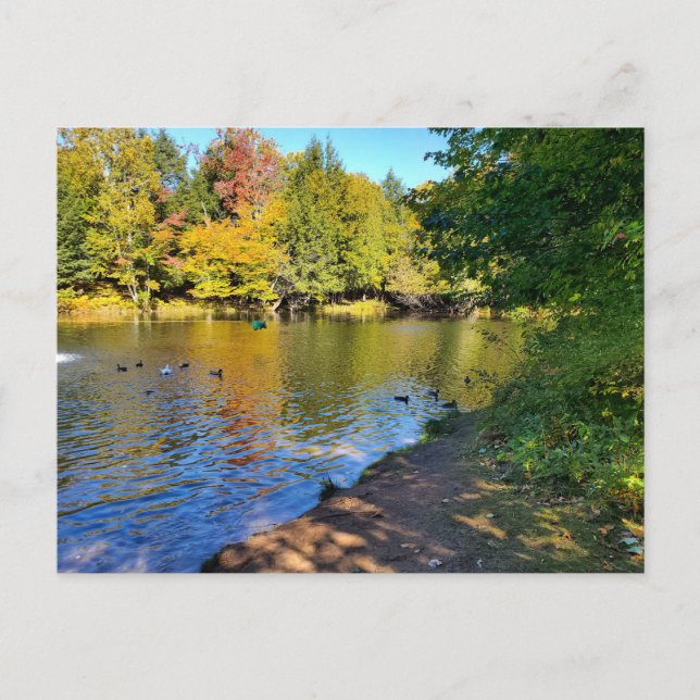 Carte Postale Automne dans le Michigan (Devant)