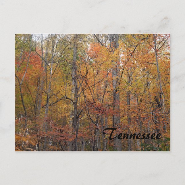 Carte Postale Automne dans le Tennessee (Devant)