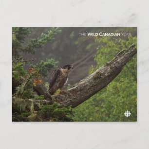 Carte Postale Automne - Faucon pèlerin