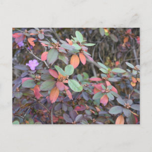 Carte Postale Automne Feuillage Automne Feuilles Nature Arbre Ph