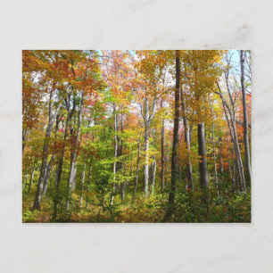 Carte Postale Automne Forêt I Automne Paysage Photographie
