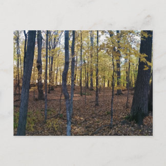 Carte postale Automne jaune