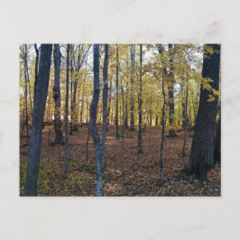 Carte postale Automne jaune