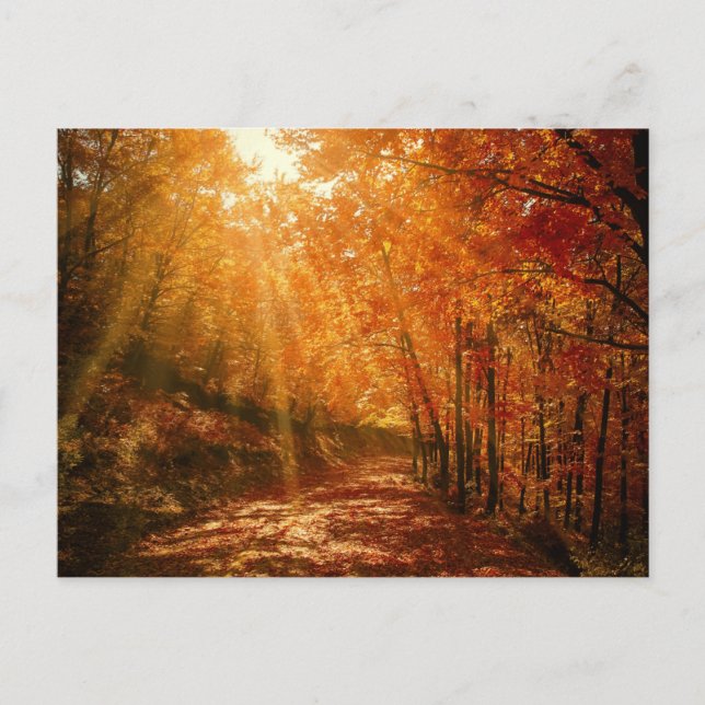 Carte Postale Automne Orange arbres Brown Forêt Nature Photograp (Devant)