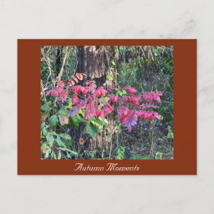 Carte postale Automne Photo