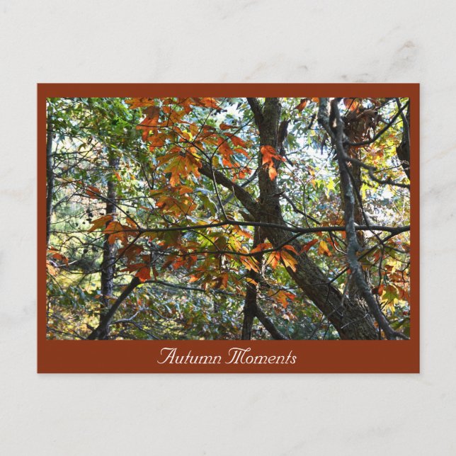 Carte postale Automne Photo (Devant)