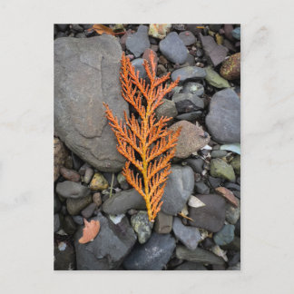 Carte Postale Automne sur les Rochers