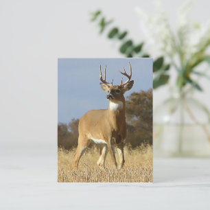 Carte Postale Automne Whitetail Buck