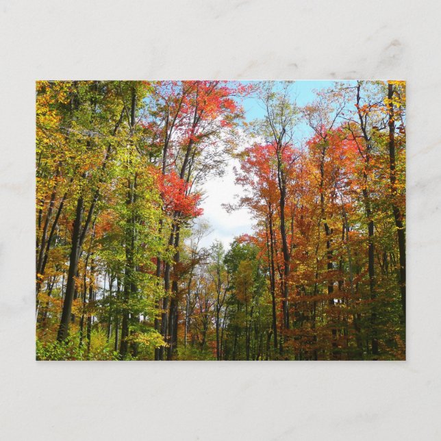 Carte Postale Automnes Arbres et Ciel bleu Automne Photographie  (Devant)