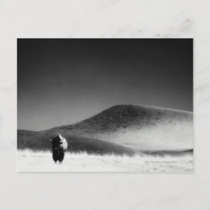 Carte Postale Autre nom commun : buffle. National de Wind Cave