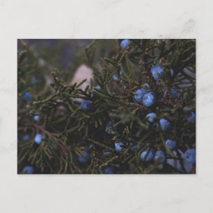 Carte Postale "Autres Mondes Bleus"