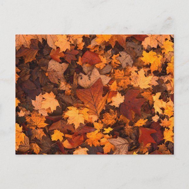 Carte Postale Autum Feuille (Devant)