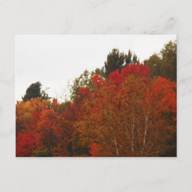 Carte Postale Autumn Field Adirondacks Paysage des arbres (Devant)