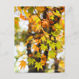 Carte Postale Autumn Leaves [Postcard]