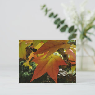 Carte Postale Autumn shades