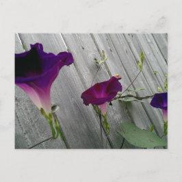 Carte postale aux fleurs violettes