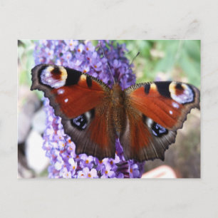 Carte postale aux fleurs violettes de papillon Bro