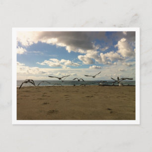 Carte postale aux oiseaux volants