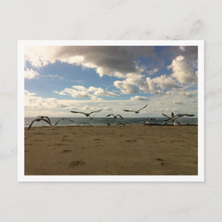 Carte postale aux oiseaux volants