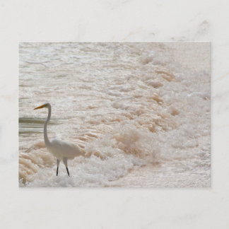 Carte postale avec aigrette dans les vagues