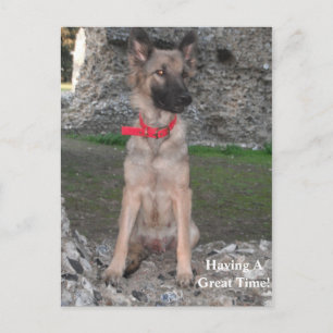 Carte Postale Avec Allemand Shepherd Castle Ruin V