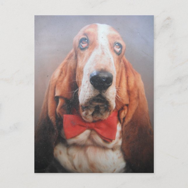 Carte Postale Avec Basset Hound Dans La Cravate Bo (Devant)