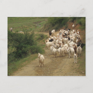 Carte postale avec chèvres