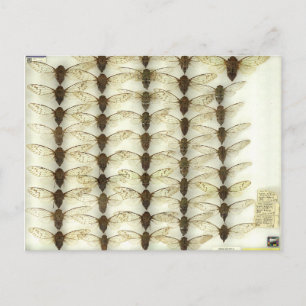 Carte postale avec Cicadas