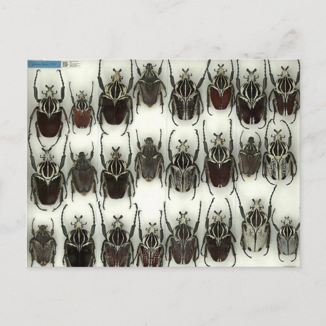 Carte postale avec coléoptères Goliath (Devant)