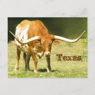 Carte postale avec des faits sur le Texas Longhorn