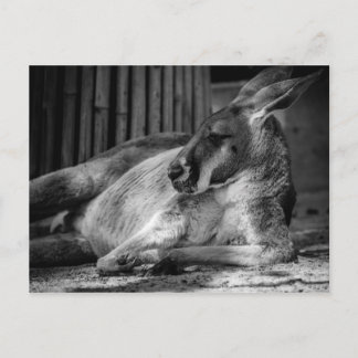 Carte postale avec Kangaroo dormant