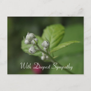 Carte Postale avec la plus profonde sympathie, fleur de frambois