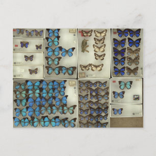 Carte postale avec papillons Lycaenidae