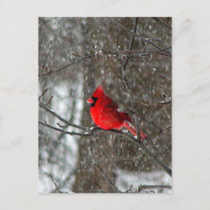 carte postale avec photo du cardinal mâle