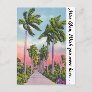 Carte Postale Avenue des Palmiers royaux de Stately en Floride